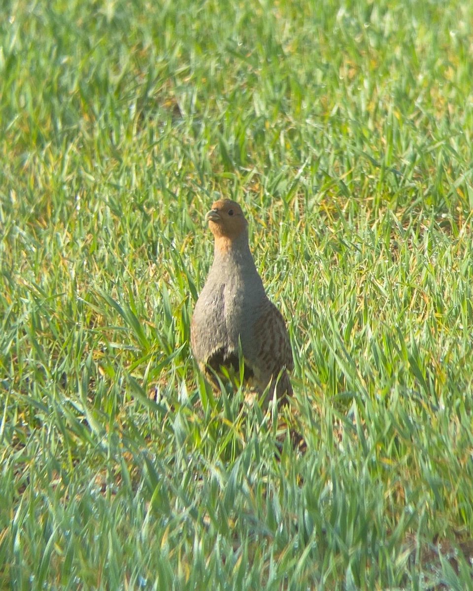 Kevin52211972's tweet photo. I love it when an English partridge stops for a picture 😍 @Gameandwildlife @Kingscrops https://t.co/9PWD0HovUp