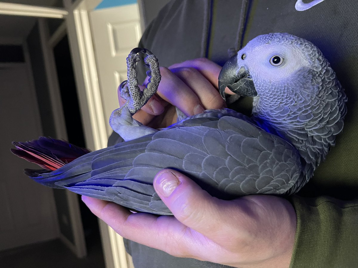 GraysonTheGrey's tweet photo. I’m a real life baby 💙 https://t.co/GiwQfZvTot