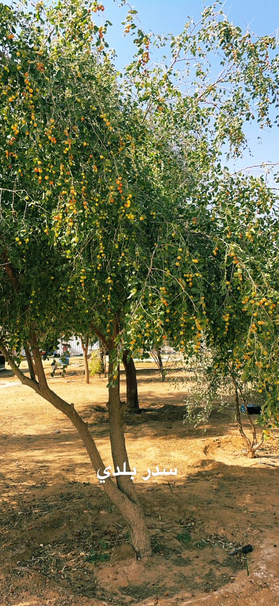 سدر بلدي عمر ثلاث سنوات
بدون أي عناية سمادية أو مكافحة والملوحة 6000