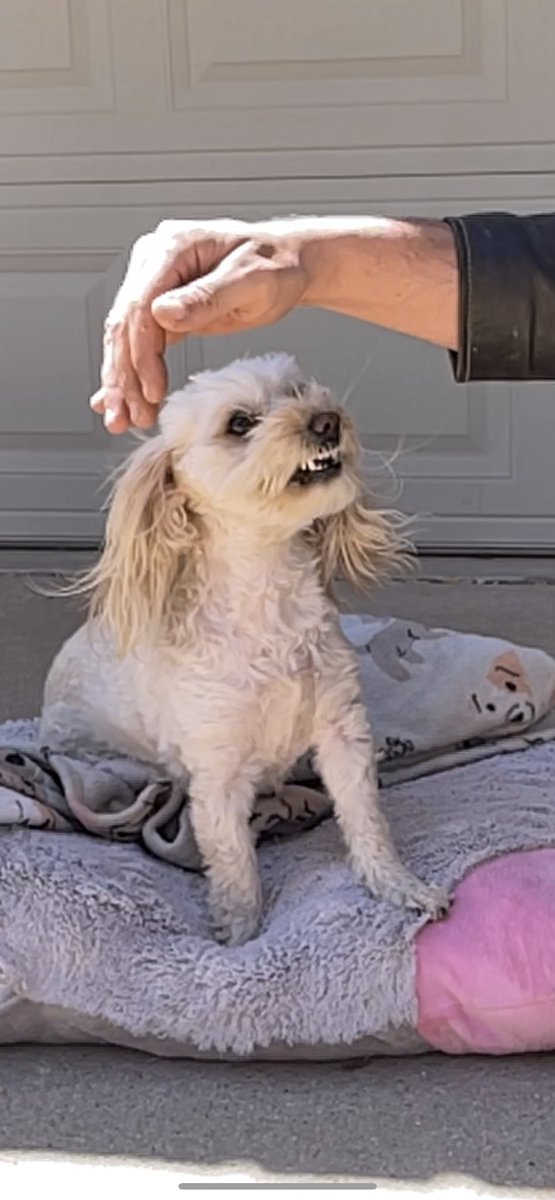 emiilyhatfield's tweet photo. Someone tries to pet Poofie &amp; she doesn’t want it right now: A short story https://t.co/3sGZZr9Syb