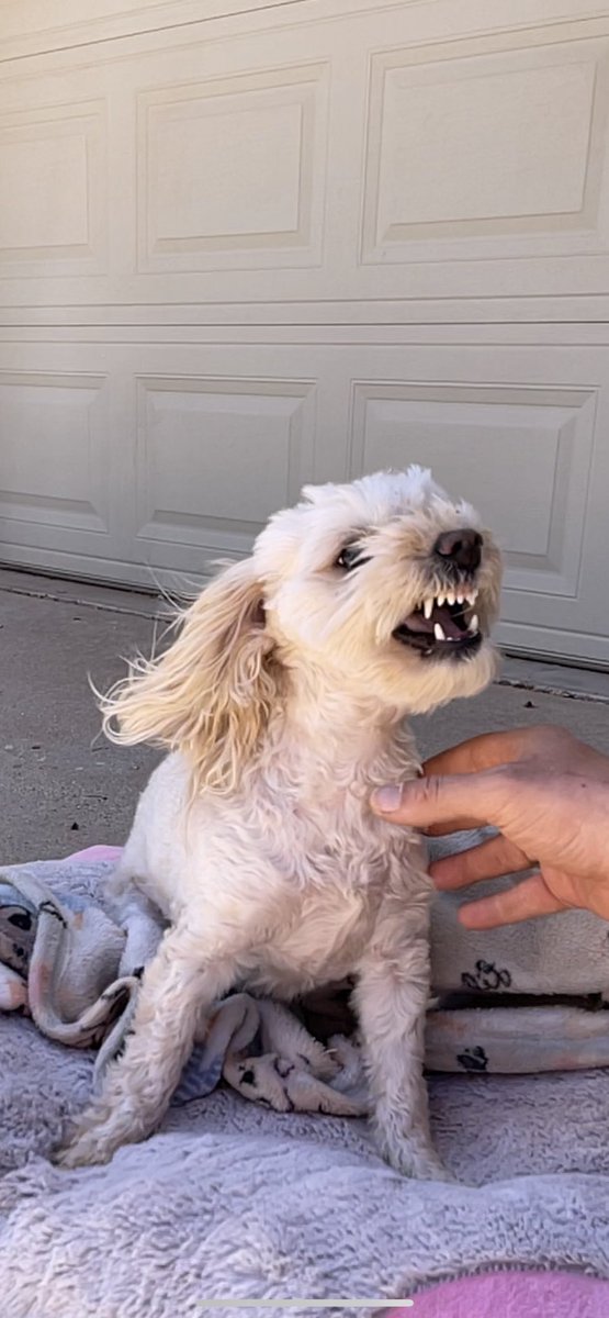emiilyhatfield's tweet photo. Someone tries to pet Poofie &amp; she doesn’t want it right now: A short story https://t.co/3sGZZr9Syb