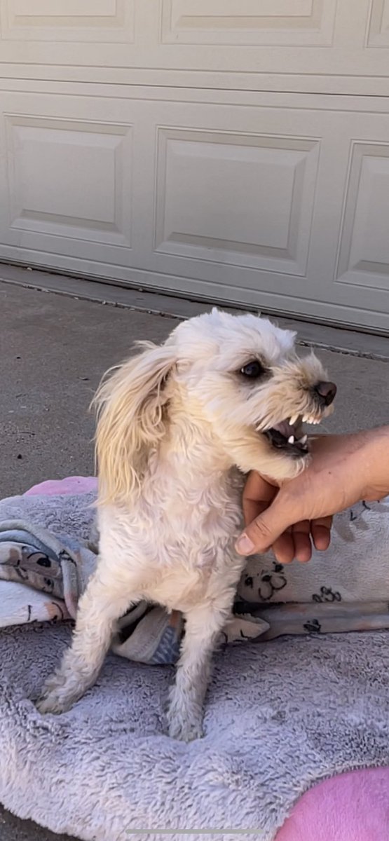 emiilyhatfield's tweet photo. Someone tries to pet Poofie &amp; she doesn’t want it right now: A short story https://t.co/3sGZZr9Syb
