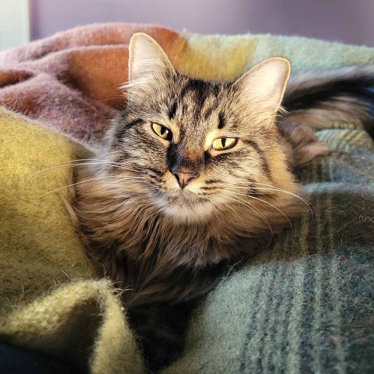 Union of Non-Tenure Track Faculty @ Michigan State tweet media