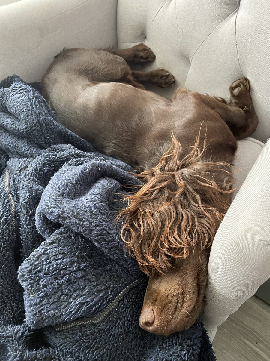 Today it was too bright during my nap ☀️. Thankfully my giant ears have many uses and worked perfectly to make a lovely dark eye cover!! 🙈🤣🐶 #dogs #dogsoftwitter #Spaniel