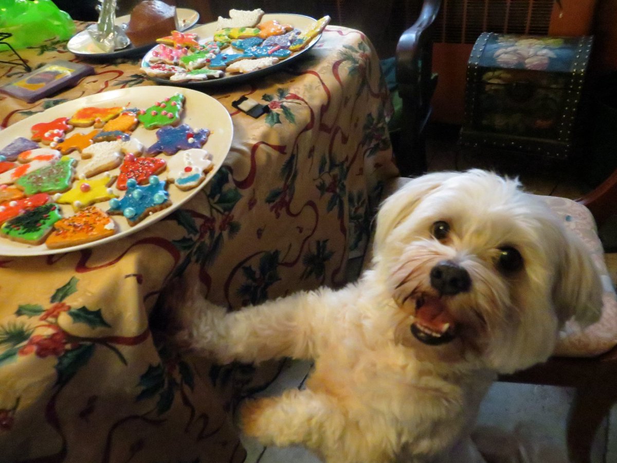 alexpickett's tweet photo. @BrideOfCheshire Bella will be 14 years old on Friday, April 1st! She would like snacks please. #olcPets #OLCinnovate https://t.co/9gRInnkttq