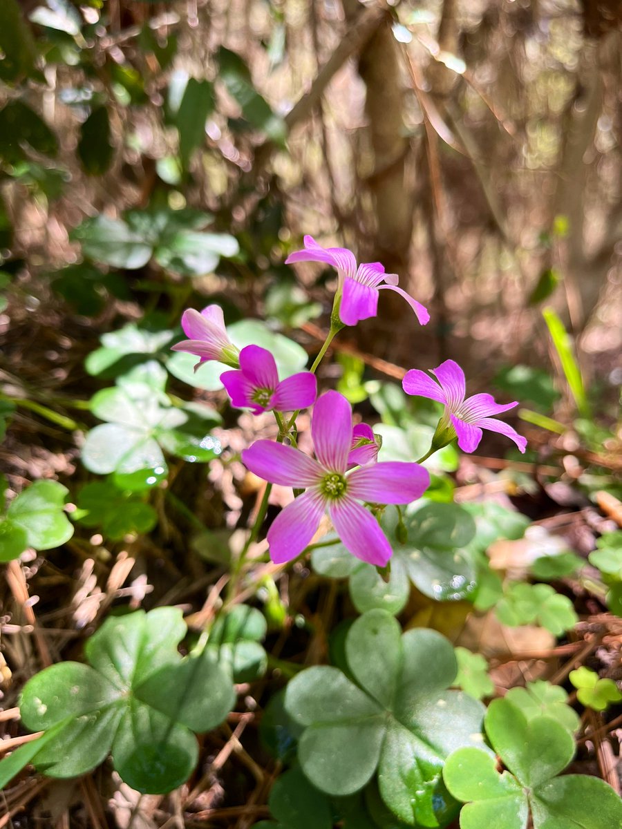 JonMotsinger's tweet photo. Beautiful day to explore @TFSConroe and W. G. Jones State Forest. I love seeing all the little signs of spring! https://t.co/Yn4Pgb1L80