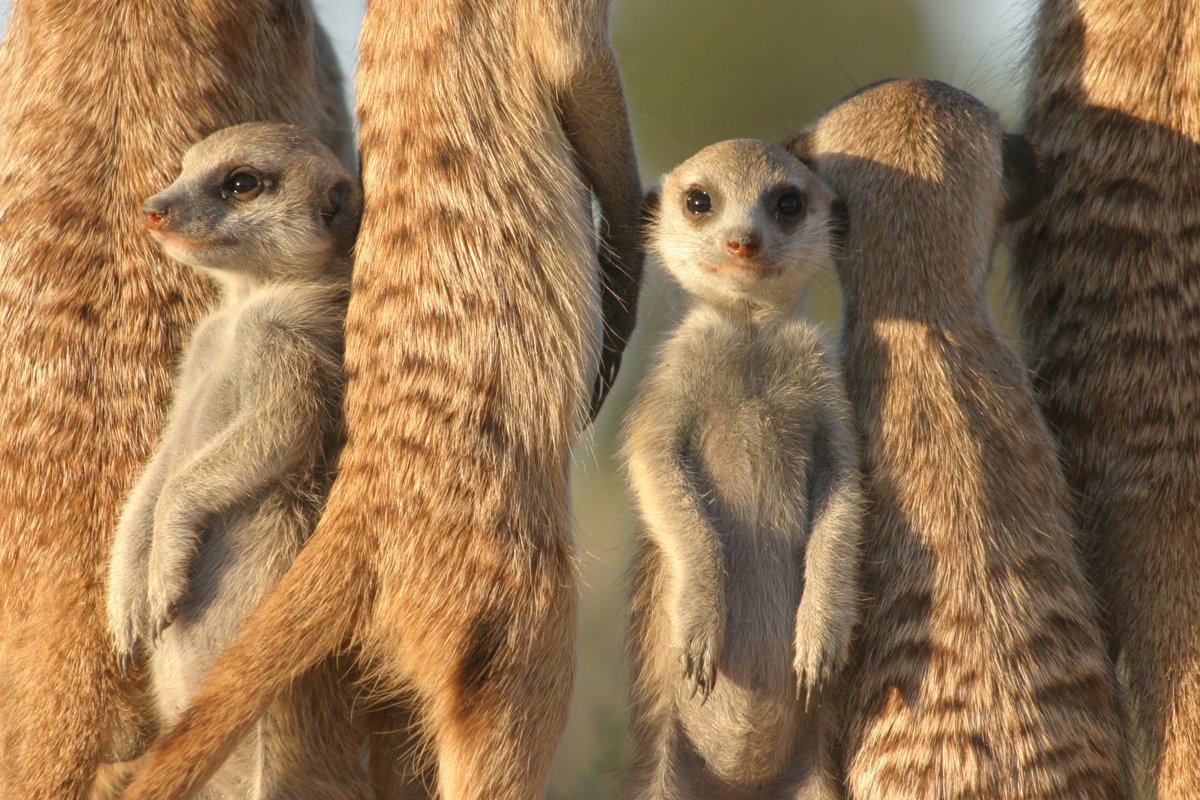 Dwarf Mongoose tweet media