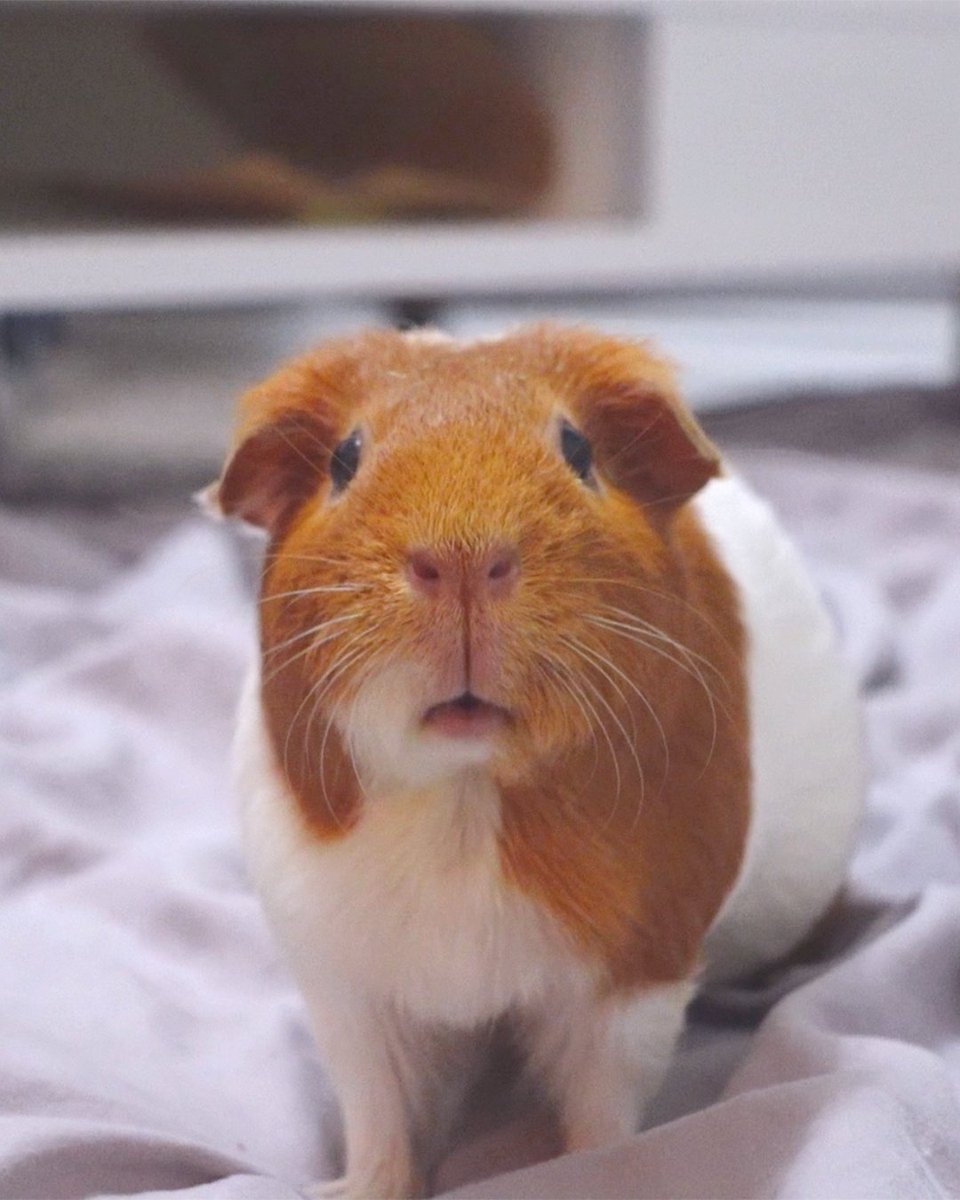 GuineaDad's tweet photo. POV: Dumpling heard you open the fridge from miles away- now she's wondering if you're going to hand over those veggies 👀 #yesorno #handthemover #lookintomyeyes #guineapig #guineadad

Shop GuineaDad Pea Flakes by clicking https://t.co/9o9MOdayDX 😋 https://t.co/mp3KmqzCnW