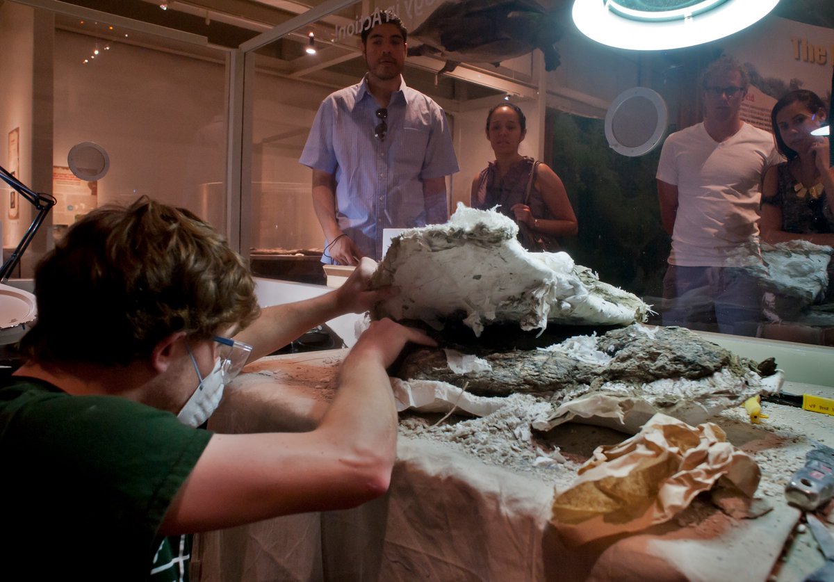 FloridaMuseum's tweet photo. Science Up Close: Fantastic Fossils
Exhibit opening 📍 April 2
Our researchers will be in the exhibit as part of its working lab, providing a glimpse into the daily life of curators, collection managers, students and volunteers.
👉 Exhibit info: https://t.co/UTnB8ml1BP https://t.co/9LvhVYU5Xz