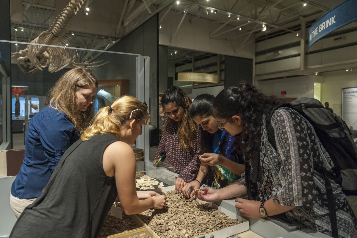 FloridaMuseum's tweet photo. Science Up Close: Fantastic Fossils
Exhibit opening 📍 April 2
Our researchers will be in the exhibit as part of its working lab, providing a glimpse into the daily life of curators, collection managers, students and volunteers.
👉 Exhibit info: https://t.co/UTnB8ml1BP https://t.co/9LvhVYU5Xz