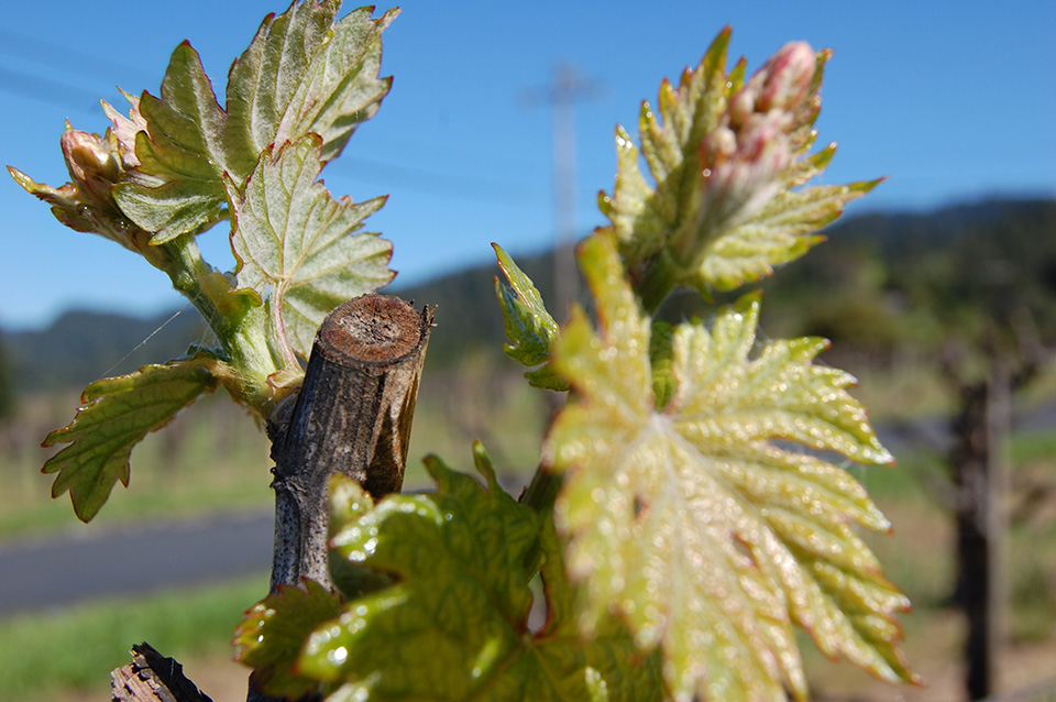 Bud break or bud burst is in full swing. It’s that glorious springtime event when the grapevines awaken and are suddenly bursting with vitality.
