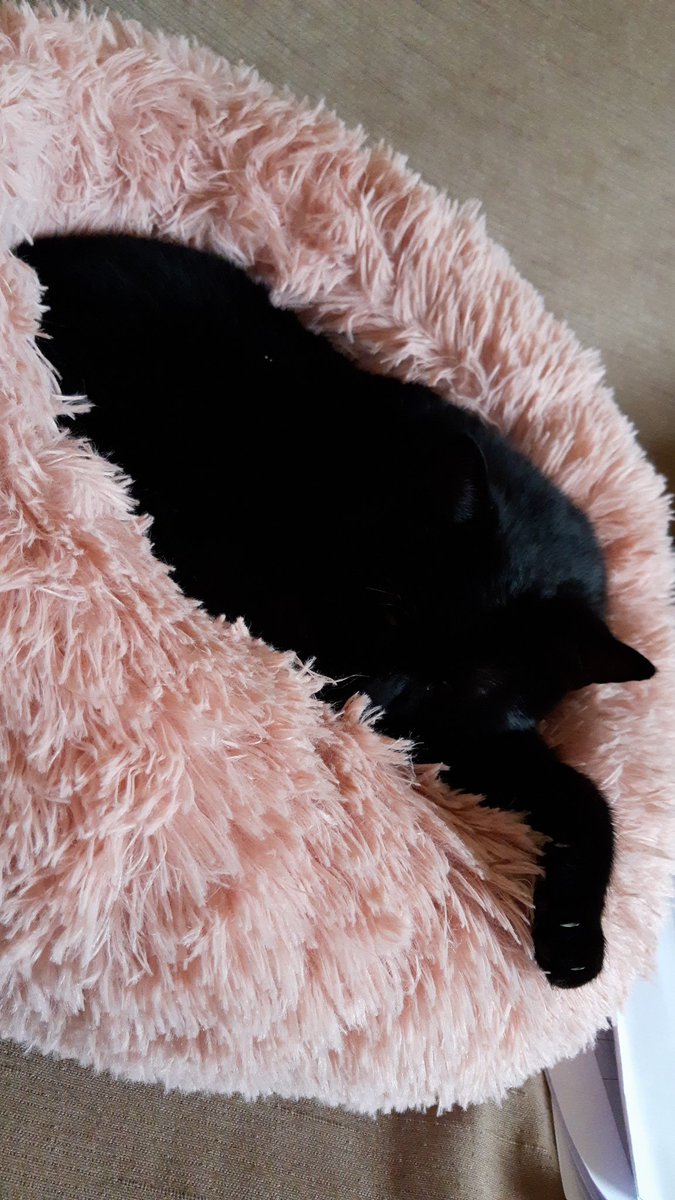 tottilover's tweet photo. @ohJuliatweets 🤣🤣 shitty kitty is what I call my cat she is an arsehole but she's my arsehole 😍 https://t.co/zLNWkWBeUS