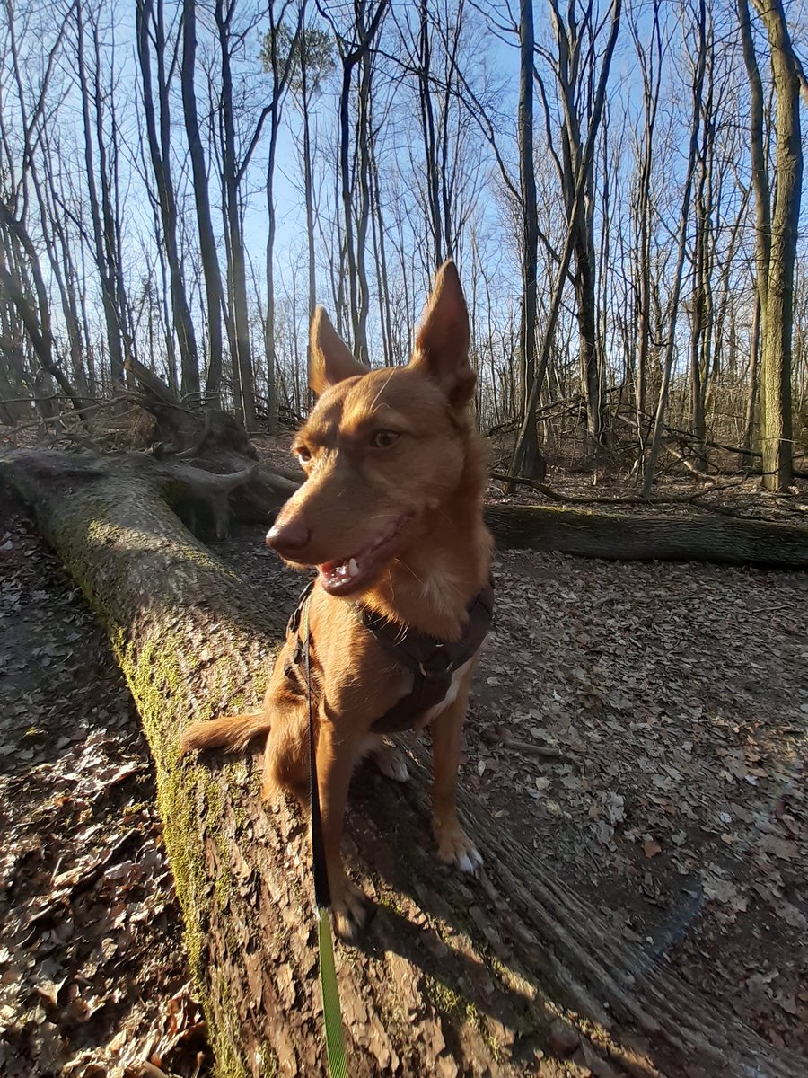 Vane_Podenco's tweet photo. #podenco #reservat #NaturePhotography https://t.co/pk95gq1egu