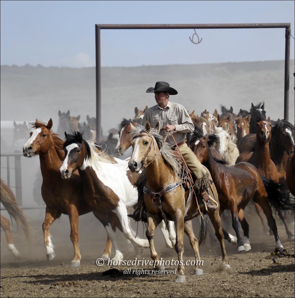 EPNet's tweet image. Last call to join us next month for the #sombreroranchphotoworkshop and #greatamericanhorsedrive!
All the details can be found at the #equinephotographersnetwork  Don't miss the excitement!
#epnet #cowboys #colorado #shootthewest #equinephotography #equinephotographer