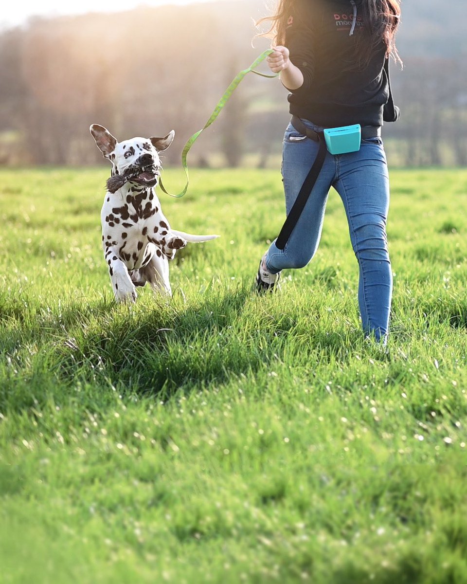 😂😂  The CDC now recommends playing tug with your dog #dog #tugofwar #dalmatian #twitterdog #twitterdogcommunity