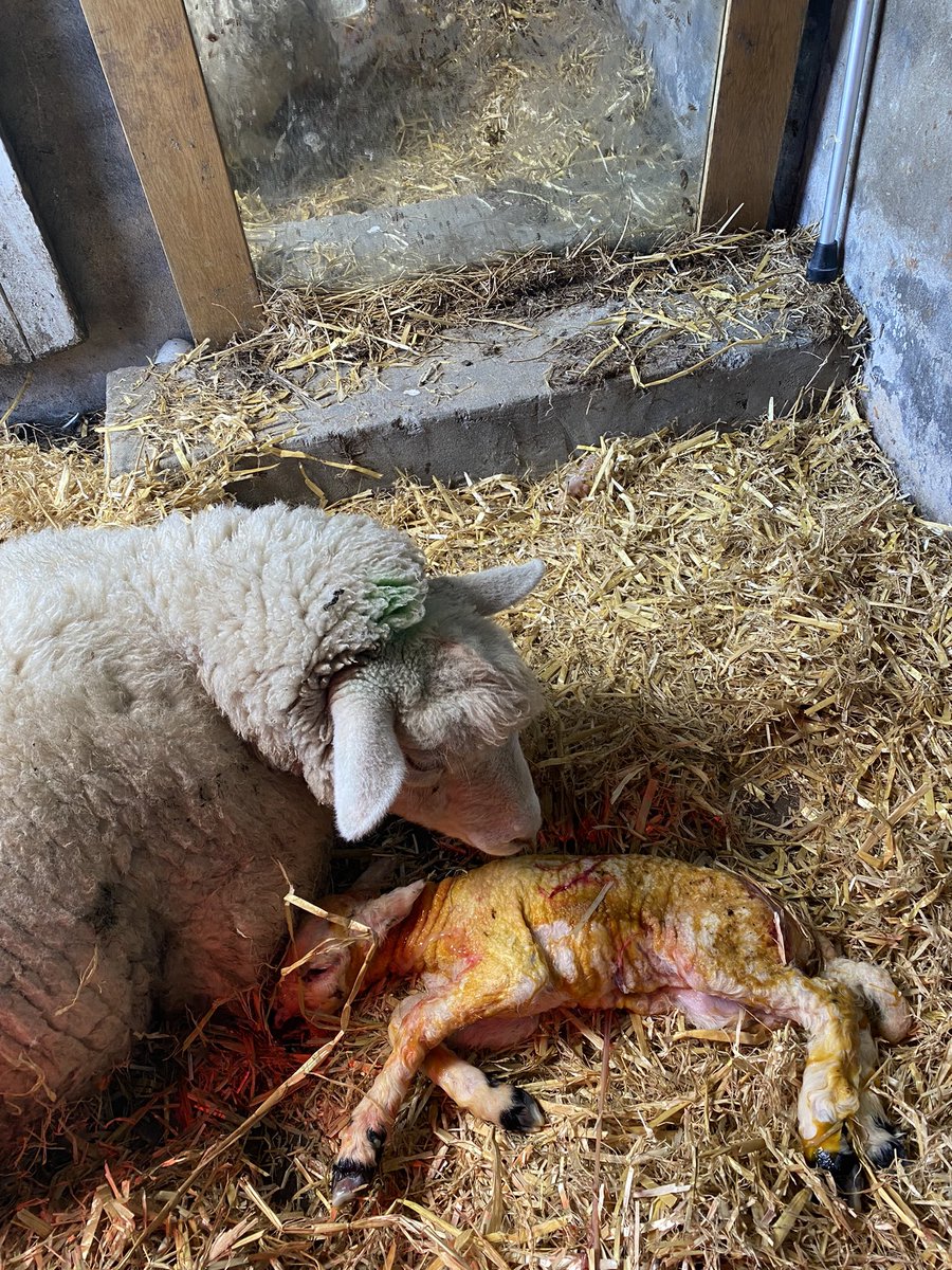 LeightonOliver's tweet photo. Our baby has had babies 😍😍 #hopeforhope #countrylife https://t.co/kCqNlJmp7P