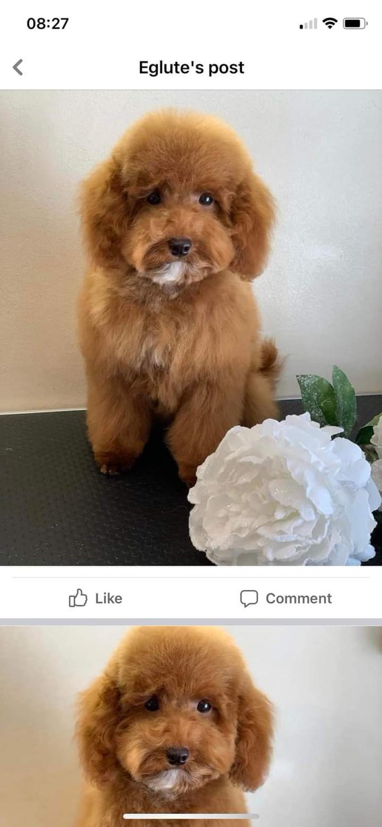 joannew0112's tweet photo. ‼️‼️URGENT ‼️‼️ #stolen today 30 March from owners vehicle outside Holand Bazzar cash and carry #Edmonton #London police informed
More info to follow  🔥  #maketoohottohandle 🔥 https://t.co/6BHKcjUrLv https://t.co/3zw6oMKJiQ