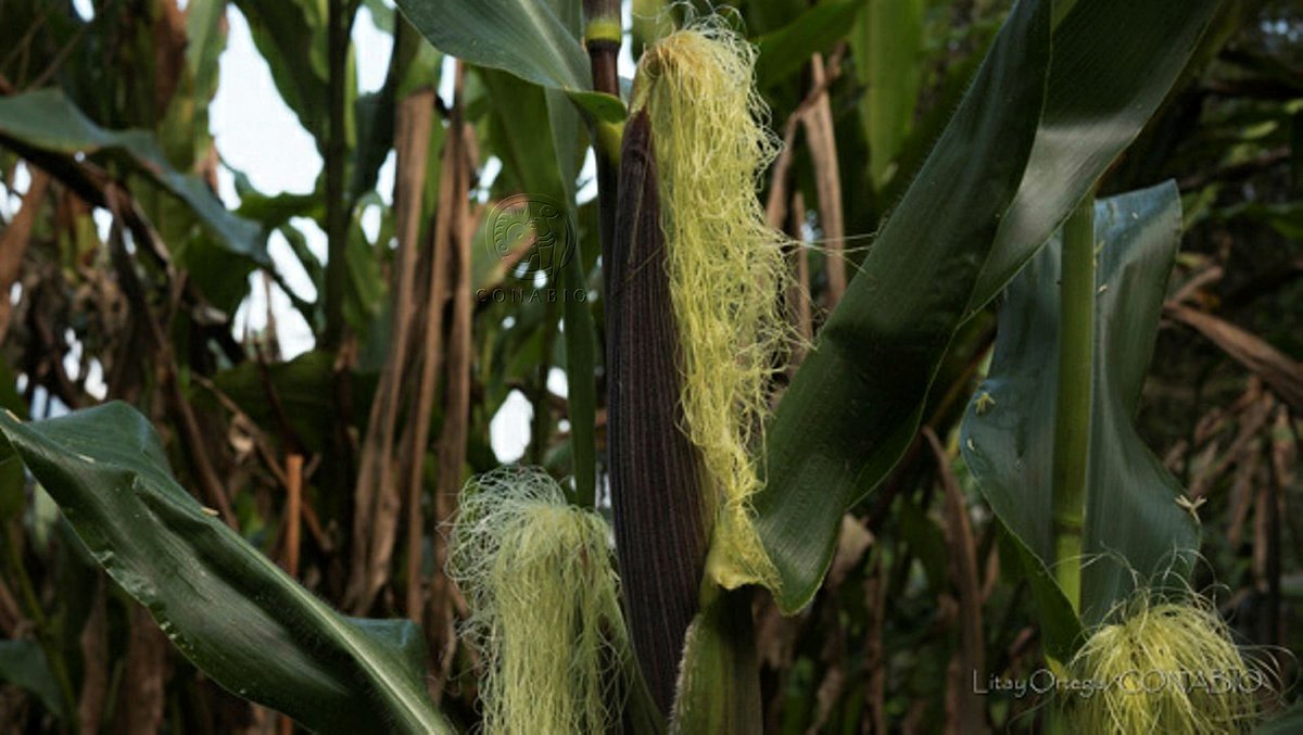 CONABIO's tweet photo. 🌽 🌱  Diversidad de milpas 🌱 🌽 
No existe un solo tipo de milpa, depende de las características de suelo, clima, de las especies disponibles, de las tradiciones así como de los gustos y necesidades tanto culinarias como alimenticias del campesino. 
https://t.co/kRgLckYk7M https://t.co/dd3W9xvnsF