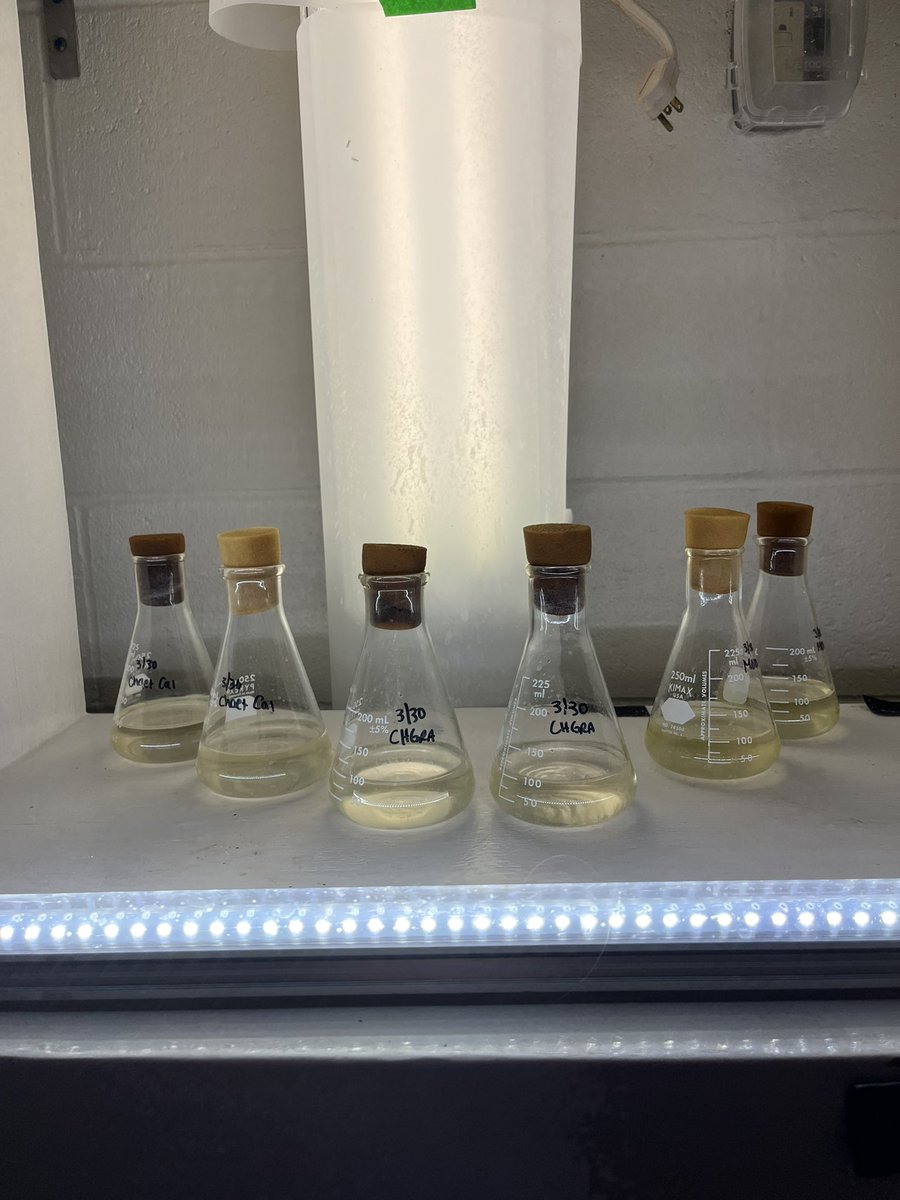 SAIL_HPL's tweet photo. New culture szn 🧪🔬 courtesy of the Milford NOAA Lab https://t.co/AbhZ5iFOpd