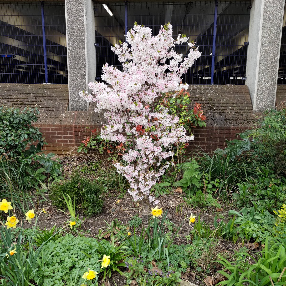 ReadingGuerilla's tweet photo. Here's something to look at for everyone stuck in traffic on Vastern Road #vasternroad #guerillagardening #trafficreading #rdguk #GardenersWorld #communitygardens @Reading_Bridge  @ReadingForum @BBCBerkshire @Eastreadingcom @thejellyreading @ReadingGuerilla https://t.co/EytcU7t5Q1