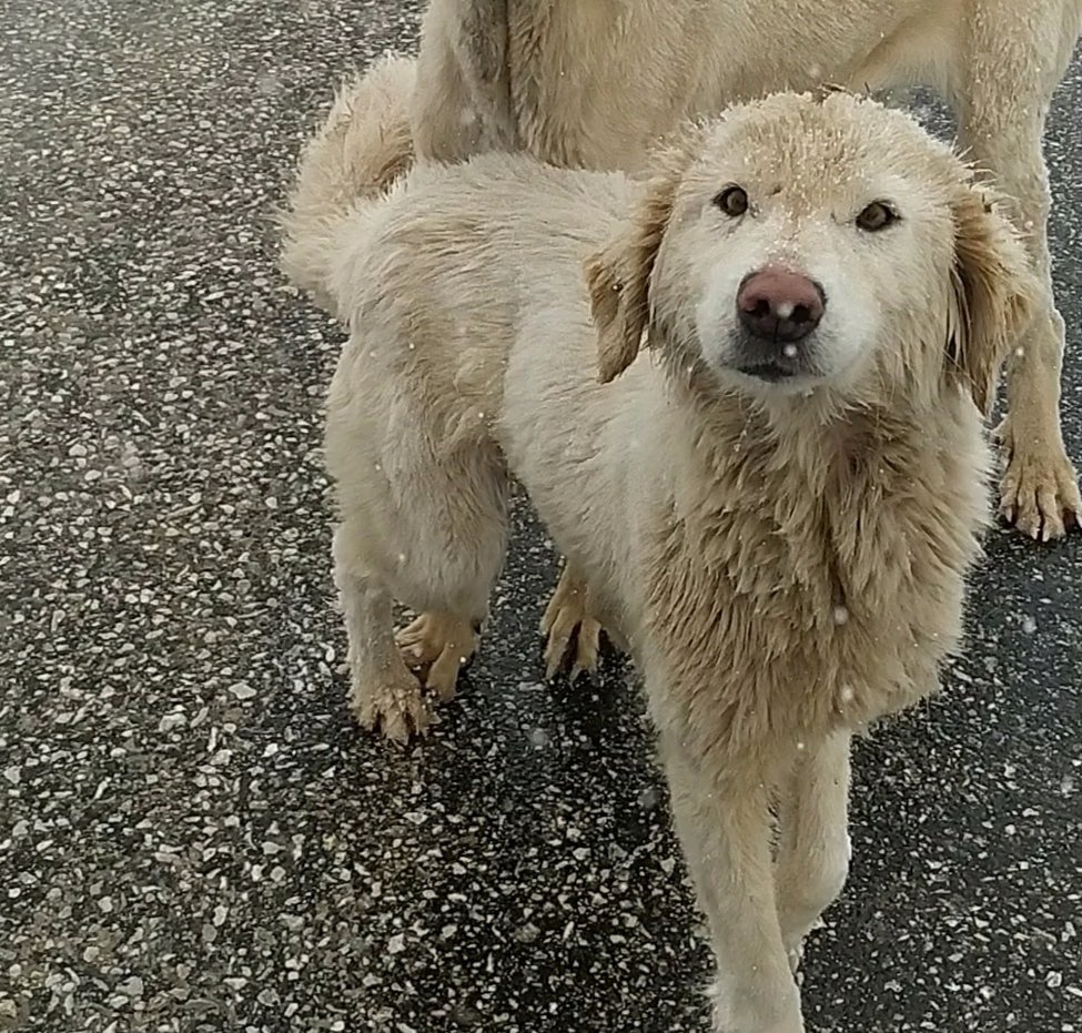 ahenna_'s tweet photo. Şehirden uzak besleme bölgesine atmışlar. Uzun tüylü, pofuduk, güzel bir kız. Büyük köpeklerden korkusuna mama yiyemiyor. Kalçasını da yaralamışlardı. Kısırlaştırma yapıldı. Tekrar o bölgeye bırakmak istemiyorum. Acil İstanbul'da ya da Ankara'da geçici kalıcı yuva arıyorum. https://t.co/vjglSr1Lo8