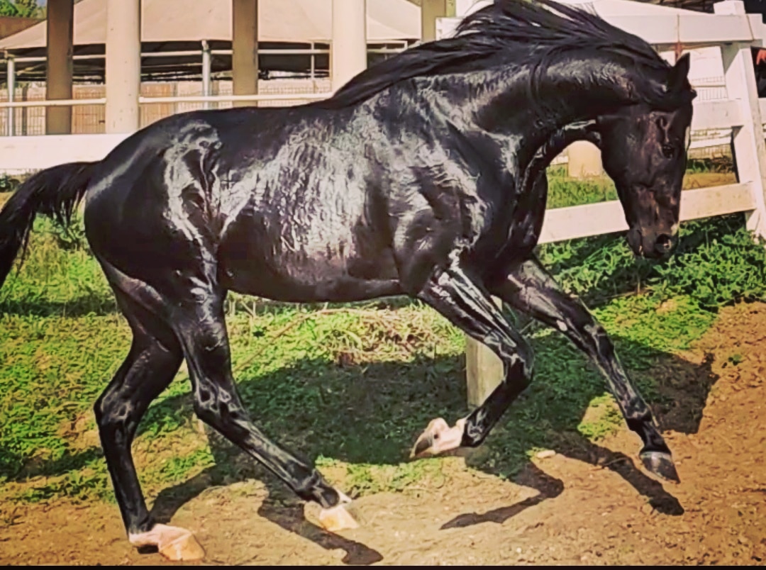 fatyhvarkal's tweet photo. Bugün itibariyle Wolf Prince'e çektiğimiz 12 kısraktan 4 kısrak K1✓
3 kısrak ovulasyon✓
3 kısrak bakılacak.
2 kısrak tekrar çekilecek.
Doğum yapmasını ve Yumurta büyütmesini beklediğimiz ayrıca 15 kısrak var.
#KurtStud #WolfPrince
@StudKurt https://t.co/UJaHYvUaMI