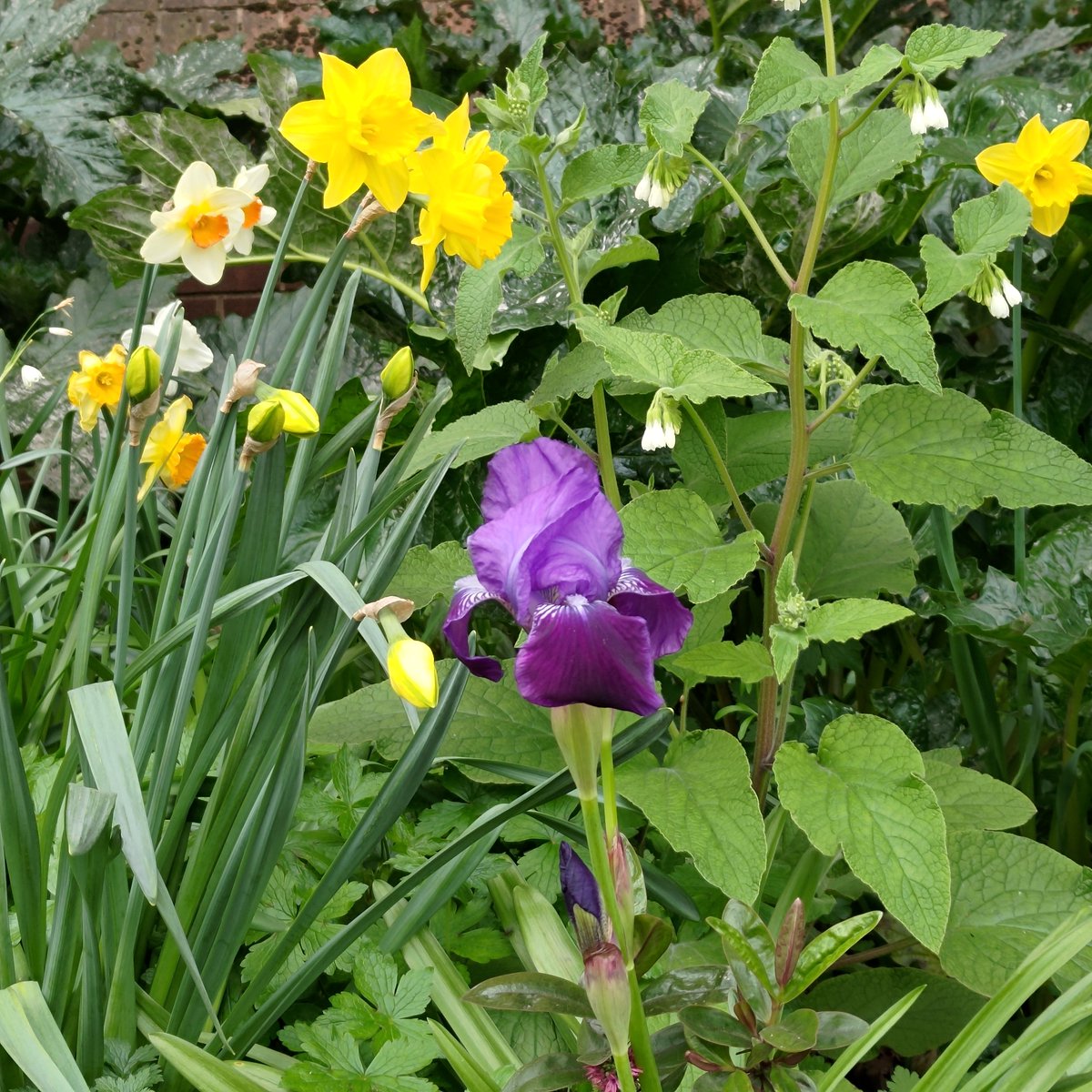 ReadingGuerilla's tweet photo. Here's something to look at for everyone stuck in traffic on Vastern Road #vasternroad #guerillagardening #trafficreading #rdguk #GardenersWorld #communitygardens @Reading_Bridge  @ReadingForum @BBCBerkshire @Eastreadingcom @thejellyreading @ReadingGuerilla https://t.co/EytcU7t5Q1