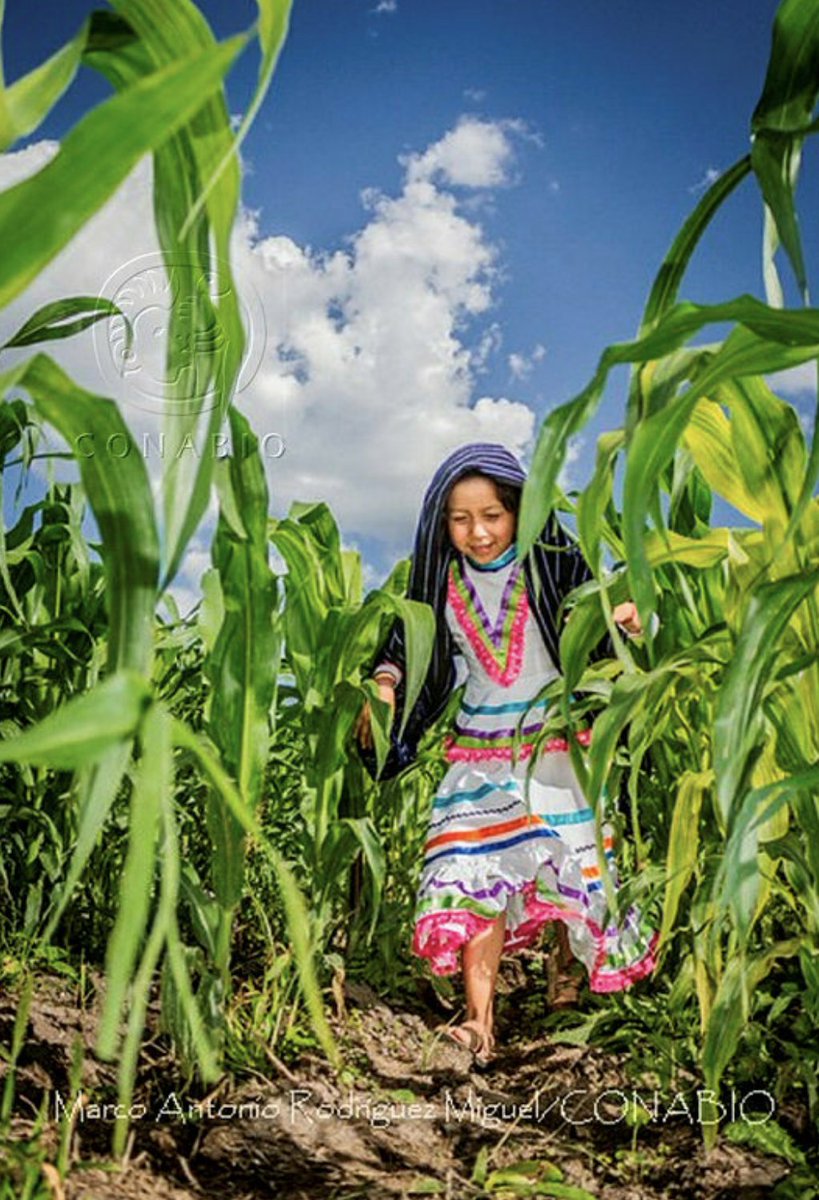 CONABIO's tweet photo. 🌽 🌱  Diversidad de milpas 🌱 🌽 
No existe un solo tipo de milpa, depende de las características de suelo, clima, de las especies disponibles, de las tradiciones así como de los gustos y necesidades tanto culinarias como alimenticias del campesino. 
https://t.co/kRgLckYk7M https://t.co/dd3W9xvnsF