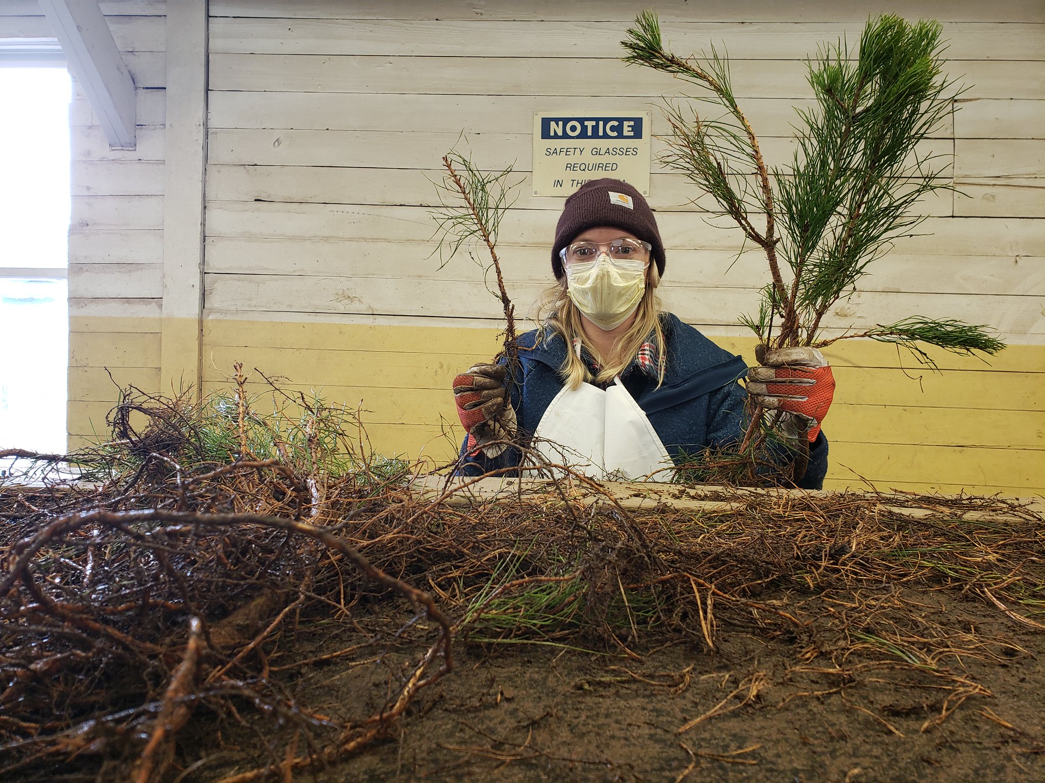 NYSDEC on Twitter "DEC’s Tree Nursery in Saratoga is seeking