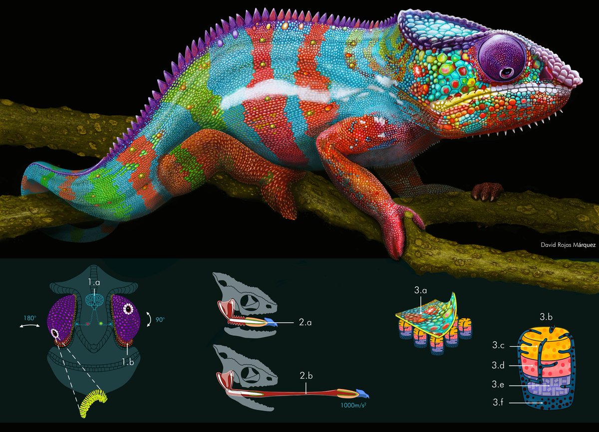 TranseuntesNET's tweet photo. Un argentino ganó el concurso de 
@illustraciencia en la categoría mejor ilustración científica y además obtuvo el premio del público 💪💪💪

Se trata de David Rojas Marquez y decidió ilustrar al camaleón pantera de Madagascar 🙂

https://t.co/ZhBWj8a5sQ https://t.co/A7kHdzSloQ