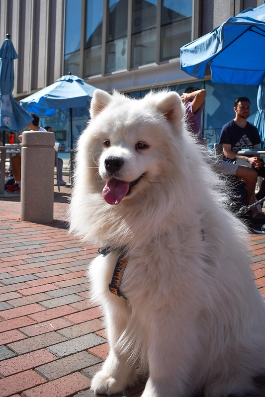 sink123sqdu's tweet photo. Thanks to everyone who came out to our Puppy Yappy Hour last Friday! We enjoyed meeting you and your pups! 🐶📸 Flickr album: https://t.co/5XTyMTF8y4
#TarHeelsStayActive #PuppyYappyHour #DogsofTwitter https://t.co/ZPS7qgQP1p