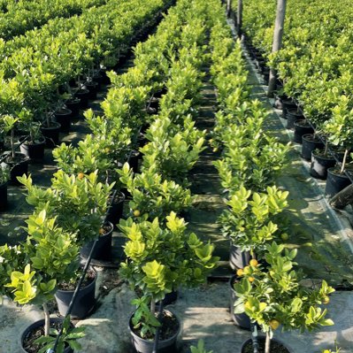 #Aeoliaeplants