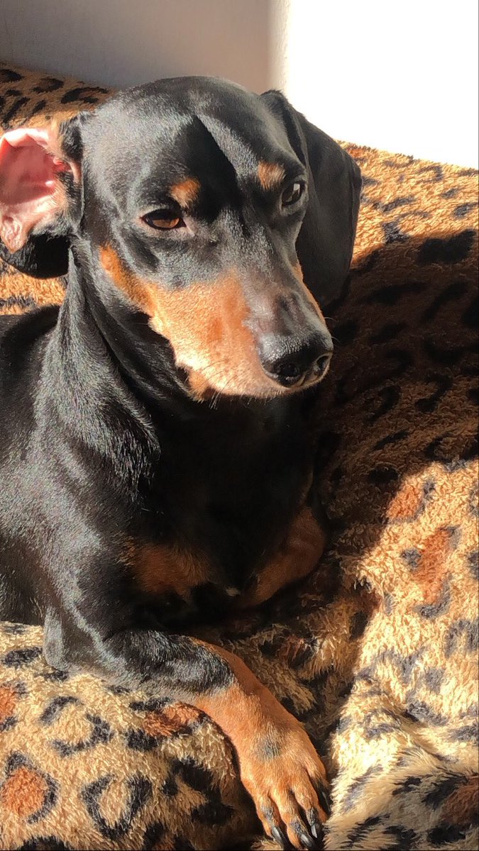 ffranpinto's tweet photo. sus perros tmb son modelos? https://t.co/mtQiMPKhDS