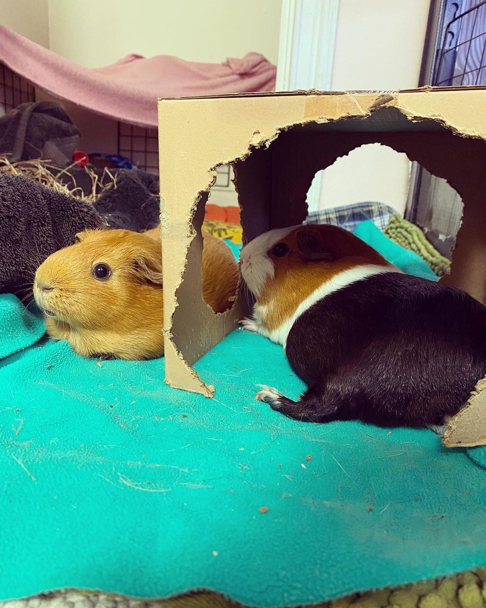 💕
#Guineapig