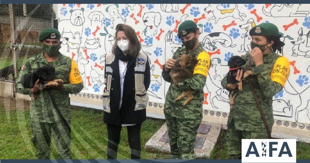 mx_aifa's tweet image. Mientras se construía el #AIFA, el Ejército construyó un refugio para los perritos que vivían por la zona y los dio en adopción ❤️🐶