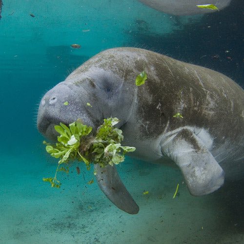 redlisteco's tweet photo. Manatees help prevent vegetation from overgrowing and they eat water hyacinth and other invasive species, improving the health of the ecosystem. 

They are also important sources of fertilization for sea grasses and other submerged aquatic vegetation.

#ManateeAppreciationDay https://t.co/xJBPvYO6p0