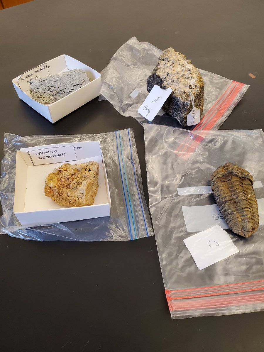 yankeeraider81's tweet photo. "I once was living, now I'm a rock." Today is Fossil Lab day in my Biology classes. Evidence of evolution and relationships meets the concept of biogeography (why/ how organisms live where they do). [Bonus points:can you ID any of the fossils on the right 🤓] #kkidsalwayslearning https://t.co/LcfLcTRZBM