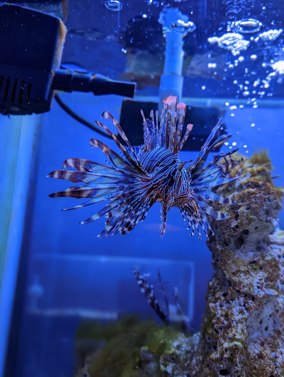 BrunnethDuron's tweet photo. Este #FishLion estรก bonito ๐คฉ https://t.co/JFGiq60KBq