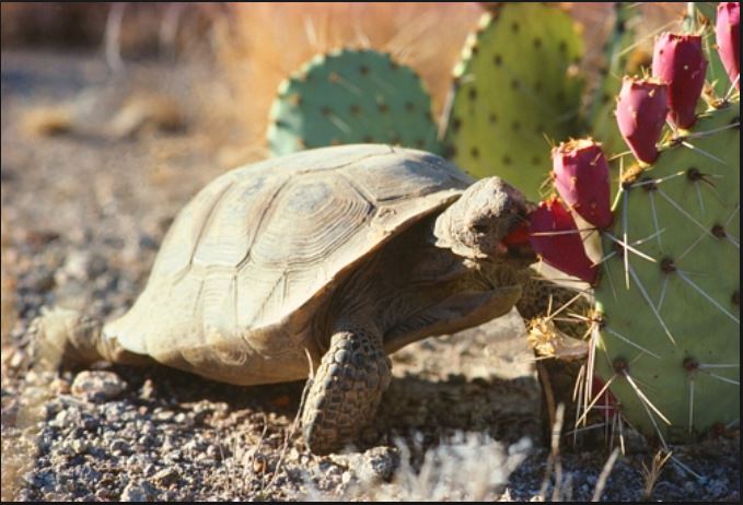 Mojave Max tweet media