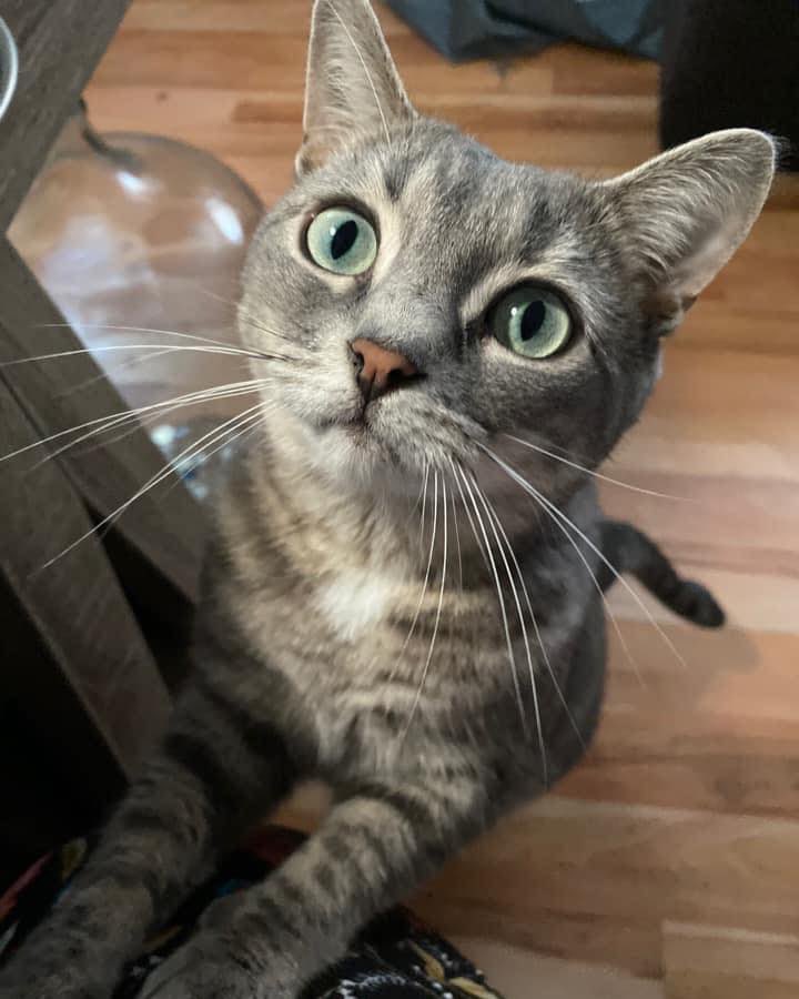 Happy #whiskerwednesday 🐱 Ellie has a little body with big whiskers! 🥺