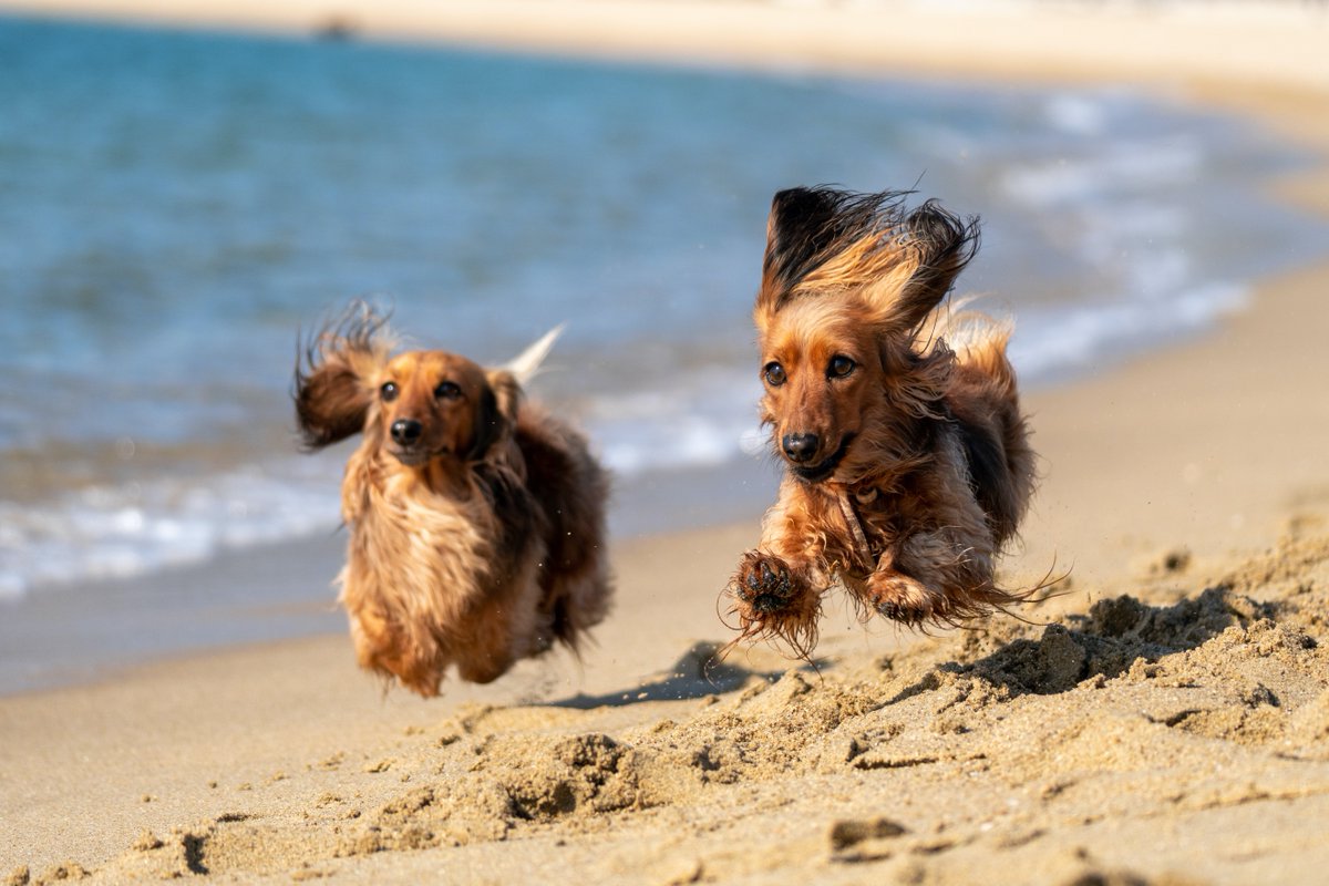 These dogs are having the best day ever!

Treat yourself and your pooch to a special bed &amp; breakfast package from £99.

See what's included here bit.ly/3nmV6yu

To book call 0800 005 2244