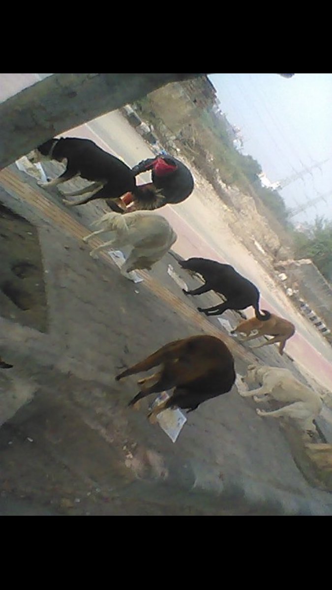 shield_animal's tweet image. Another food run!

Yummy meals are supplied to so many animals every single day. We’re so grateful that you all support us in providing us with the funds to do this, you guys are like family to us ❤️

If you can donate, please head to animalshield.org

#animalshield