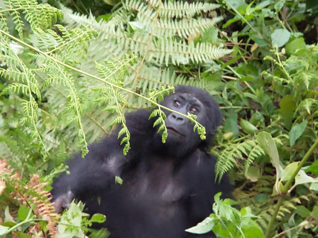 expertisefrance's tweet image. Séquence biodiversité et préservation avec la direction du parc @kahuzib près de Bukavu 🇨🇩 où 
@RiouxRemy et @PelletJeremie ont pu échanger avec les partenaires du projet mis en œuvre par @AFD_France.
La protection de la biodiversité, un enjeu majeur pour le groupe @AFD_France.