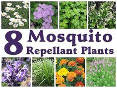 PLANTS THAT WILL KEEP MOSQUITOES AWAY facebook.com/theseedguy You Can See Our 9 Heirloom Seed Packages on Sale, and Fresh From the New 2021 Harvest  theseedguy.net/15-seed-packag…  #seeds #gardening #preppers