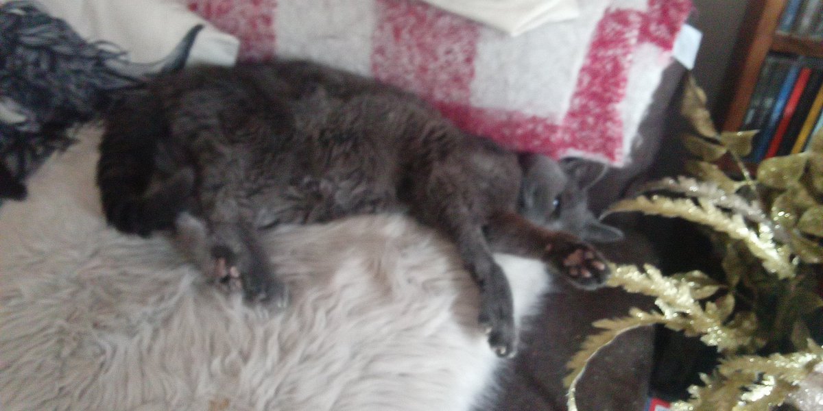 OrlaNothin's tweet photo. After a scary few weeks I am happy to report Mimi le Mew is better than usual!

Here she is sliding down the side of her pillow in an attempt to avoid her daily saline injection

#cat #catsofuk #catsofireland #catsoftwodads #CatsOfTwitter #cats #CatsOnTwitter https://t.co/vuejCbvTvu