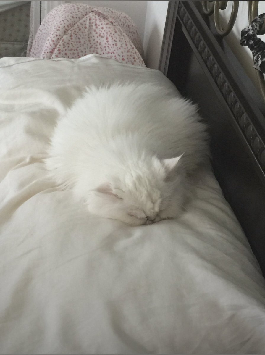 BelaKitten_Bh's tweet photo. She has so many beds a places to sleep, but she loves my pillow the best ๐ค๐๐ฟ๐๐๐๐พ๐พ
Call your local shelters and save a life ๐๐๐๐๐ฆ๐๐โฆโฆ.
#AdoptApetToday https://t.co/Nbi8TRjM5Y