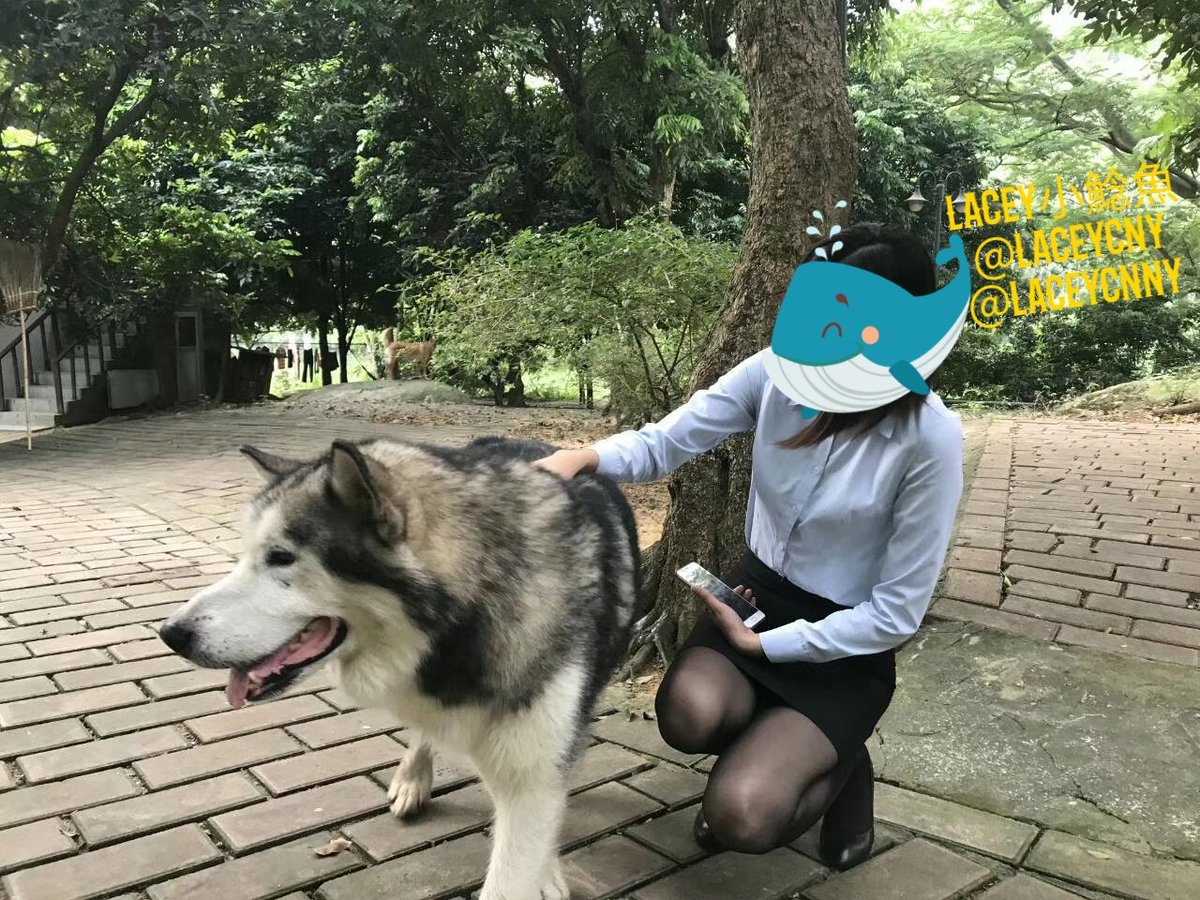 laceycnny's tweet photo. 来推特大半年了，虽然没积累到很多粉丝，但还是非常感谢每位关注、支持我的粉丝们。在此，小鲶鱼带给大家小小的 #粉丝福利 当本条置顶推文【点赞数】和【转推数】各达到150，同时我的【粉丝数】达到1500时，本人抽取3位粉丝，每人获得 #原味丝袜 一条。
如果你是制服丝袜控，需要买yw，记得私信我哦！ https://t.co/0wHajWWS0B