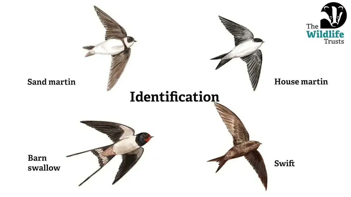 BBOWT's tweet photo. Do you know difference between swifts, swallows and martins?

https://t.co/nn1oPmw5pA https://t.co/Zdctorb5n2