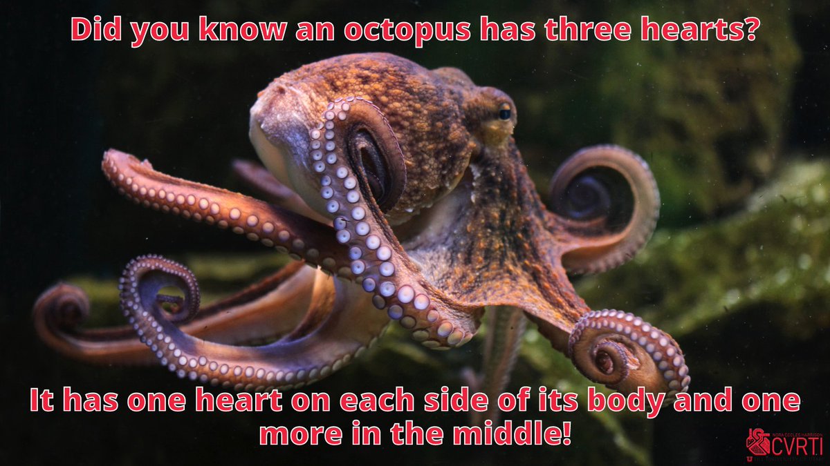 NEH_CVRTI's tweet photo. We had to drive deep for this week's #HeartFact 🐙❤️

#hearthealth #cardiovascular #research #cardiovascularresearch #cardiovascularhealth #heartdisease #utah https://t.co/t5MXS37swq