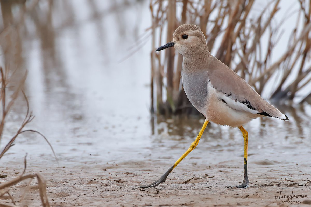 SpinneyBirder's tweet photo. Twitched the White-tailed Lapwing yesterday afternoon @RSPBFrampton. So glad I did, and had the East Hide all to myself for nearly an hour, when after 45 minutes eventually this happened @RareBirdAlertUK https://t.co/ovKhX3AiSO